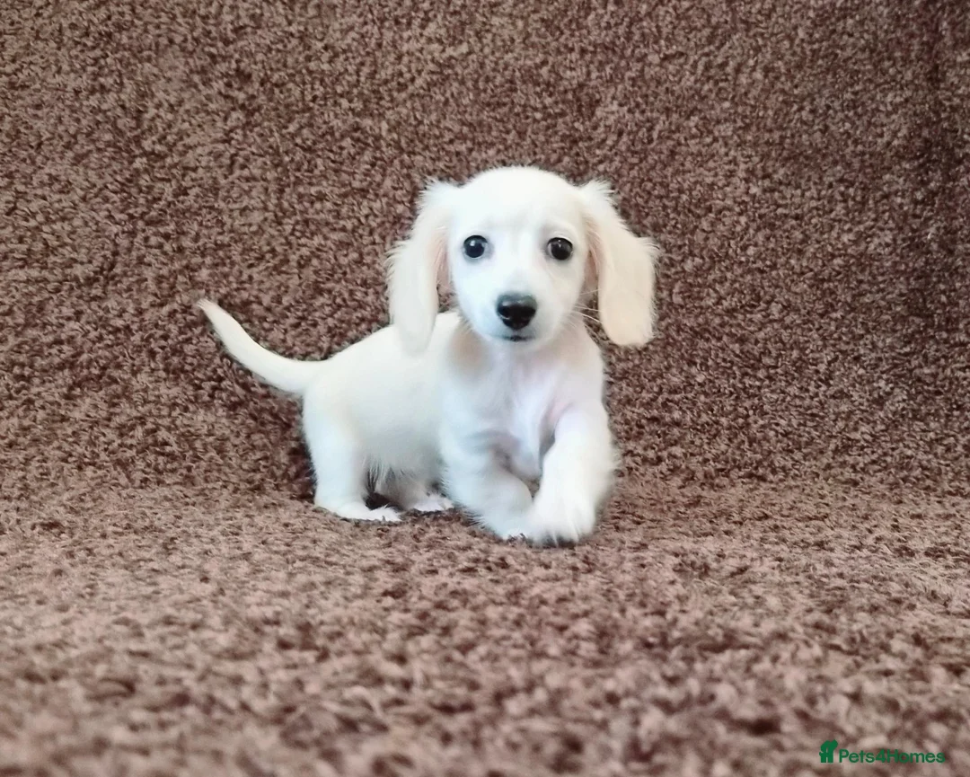 Miniature Dachshund dogs for sale: Rare Cream Longcoat Miniature Dachshund Puppies  - Advert 19