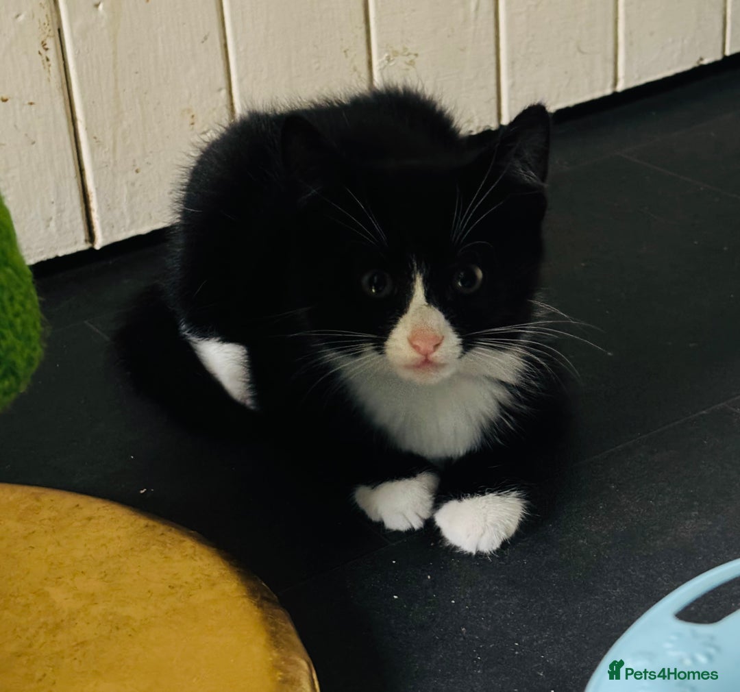 Mixed Breed cats for adoption: British Shorthair Mix- Adopt from Cats in Crisis - Image 2