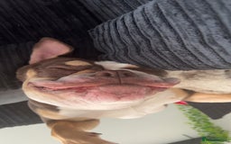 Olde English Bulldogge dogs for sale: olde english bulldogge  - Image 4