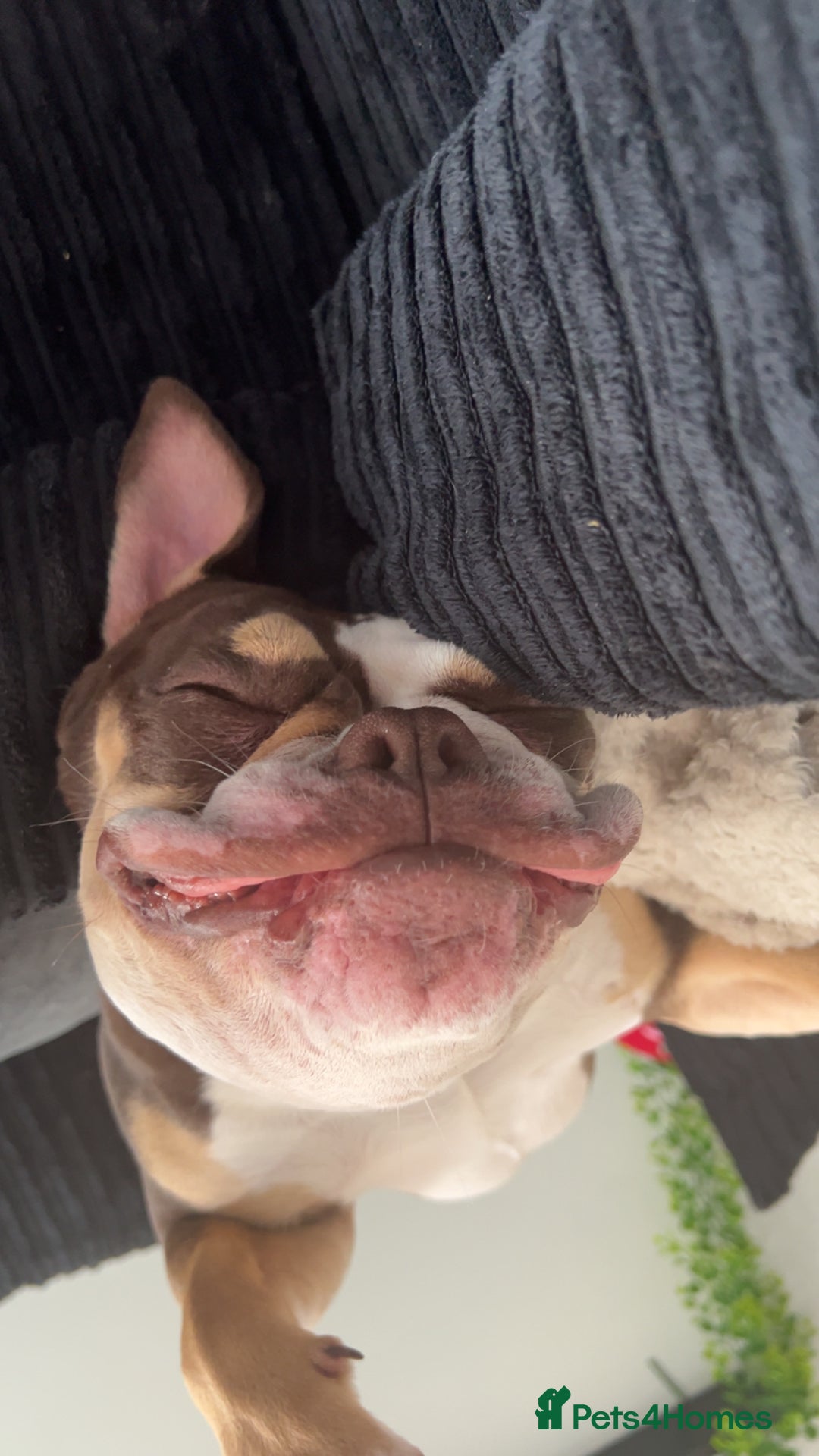 Olde English Bulldogge dogs for sale: olde english bulldogge  - Image 4