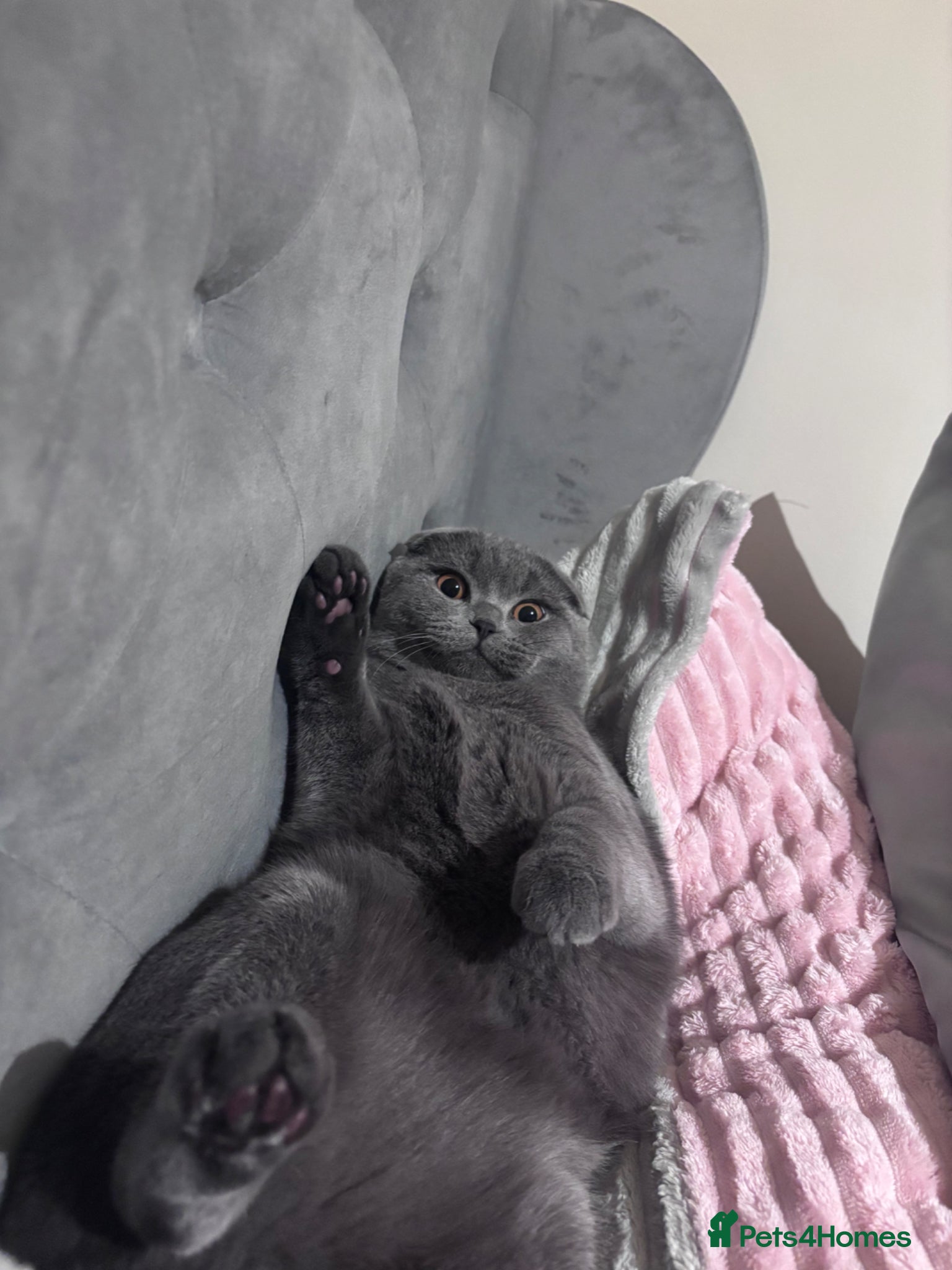 Scottish Fold cats Blue Scottish fold available for stud  - Advert 2