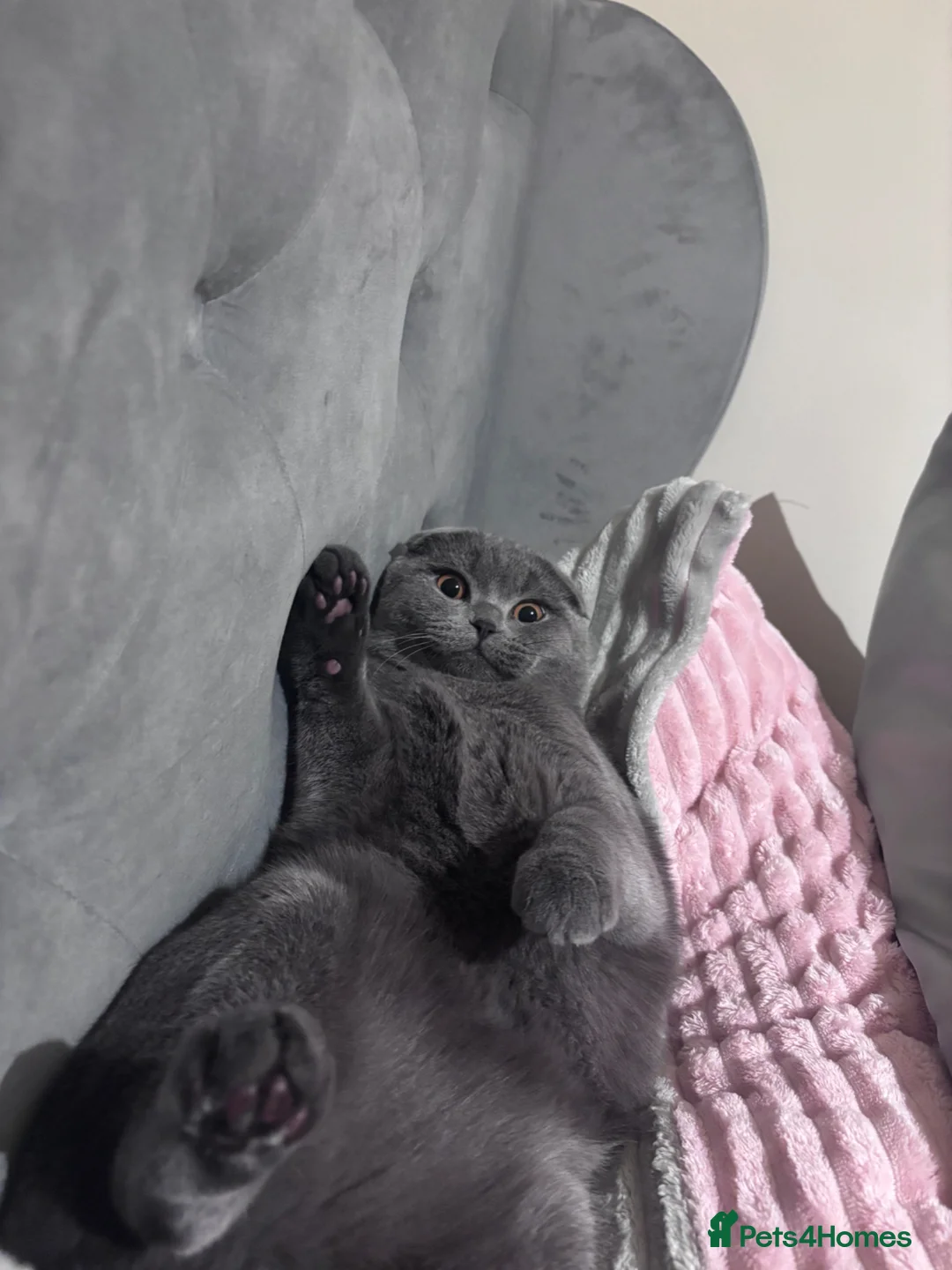 Scottish Fold cats for stud: Blue Scottish fold available for stud  - Advert 2