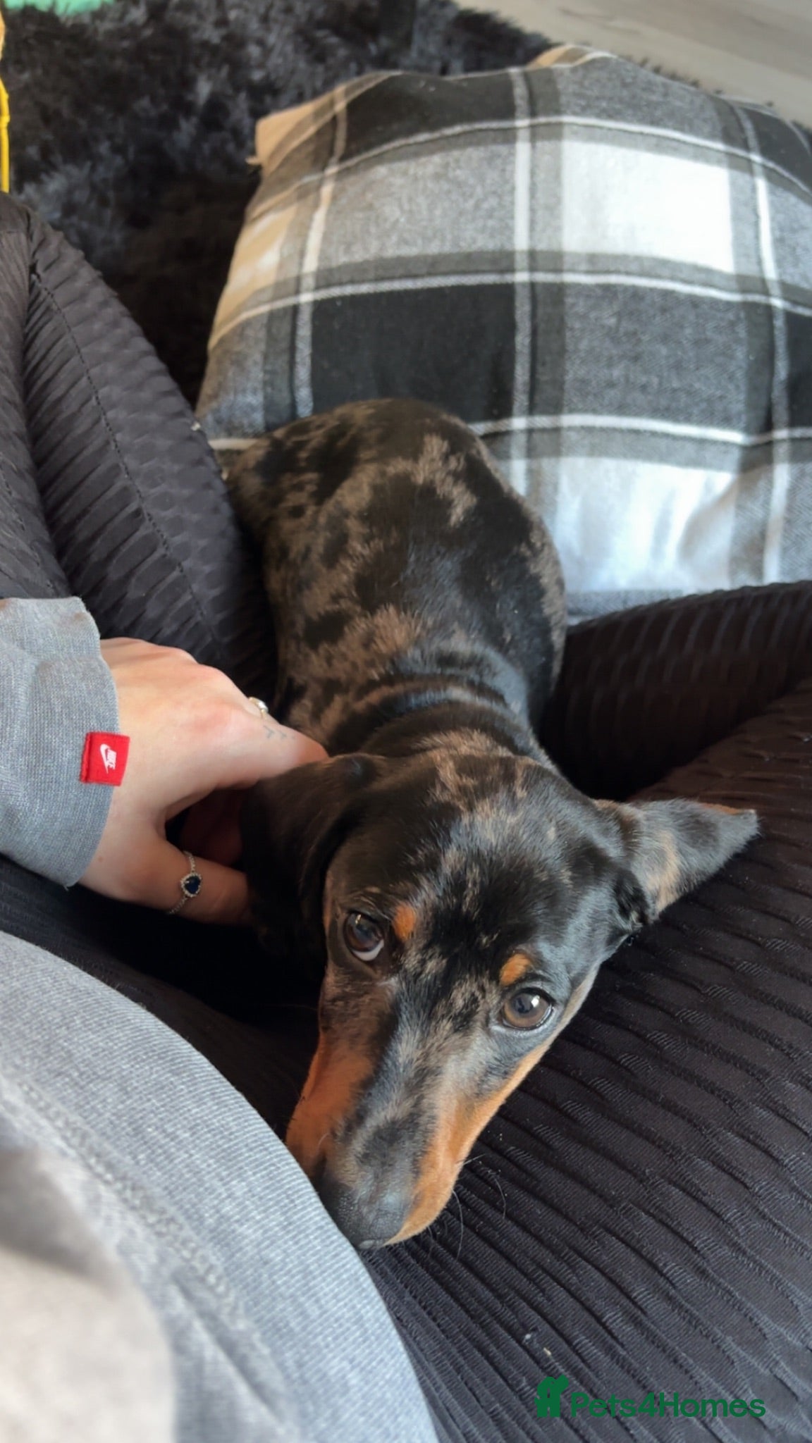 Dachshund dogs Lovely dappled Dachshund boy - Advert 1
