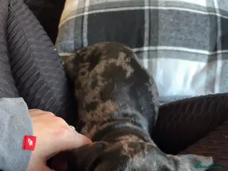 Dachshund dogs Lovely dappled Dachshund boy - Advert 15