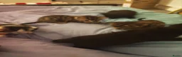 Mixed Breed cats for sale: Pretty female kitten - Advert 9