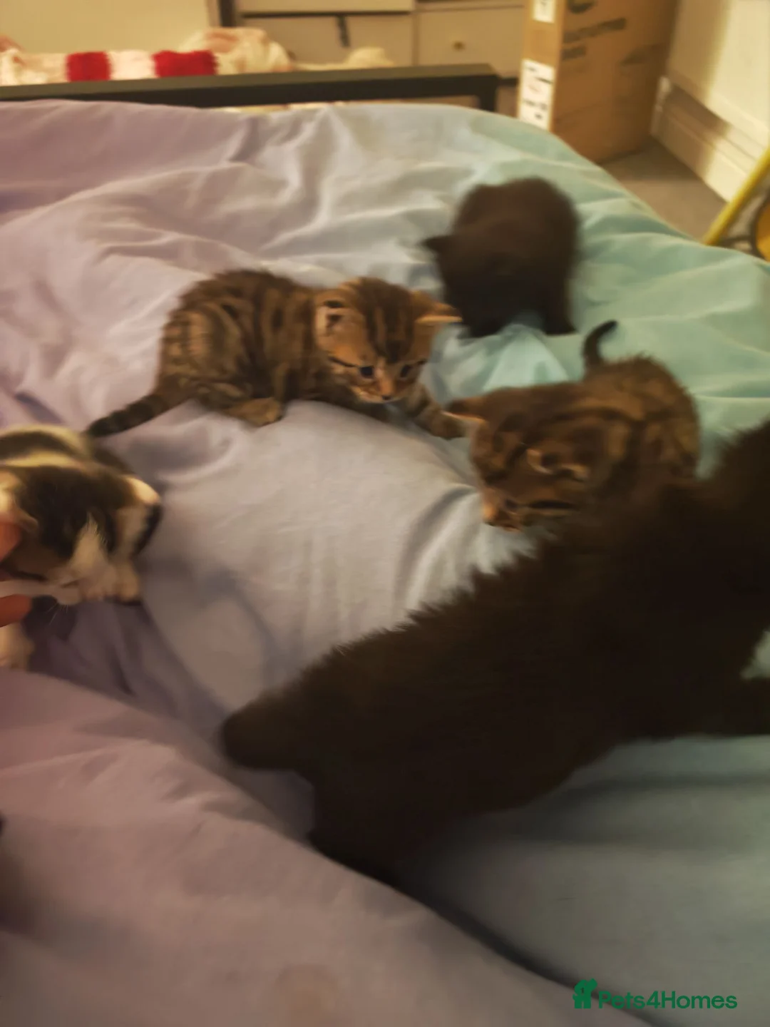 Mixed Breed cats for sale: Pretty female kitten - Advert 9