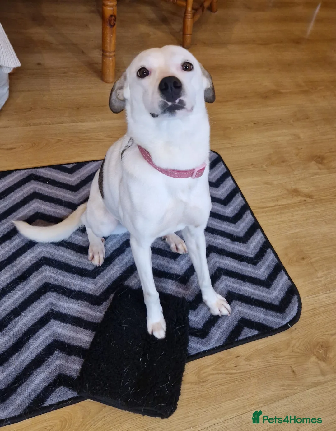 Mixed Breed dogs for adoption: Hannah, 2-3 yrs old. Available for adoption. - Advert 13