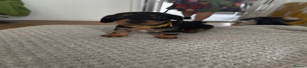 Dachshund Puppy 8 yellow 