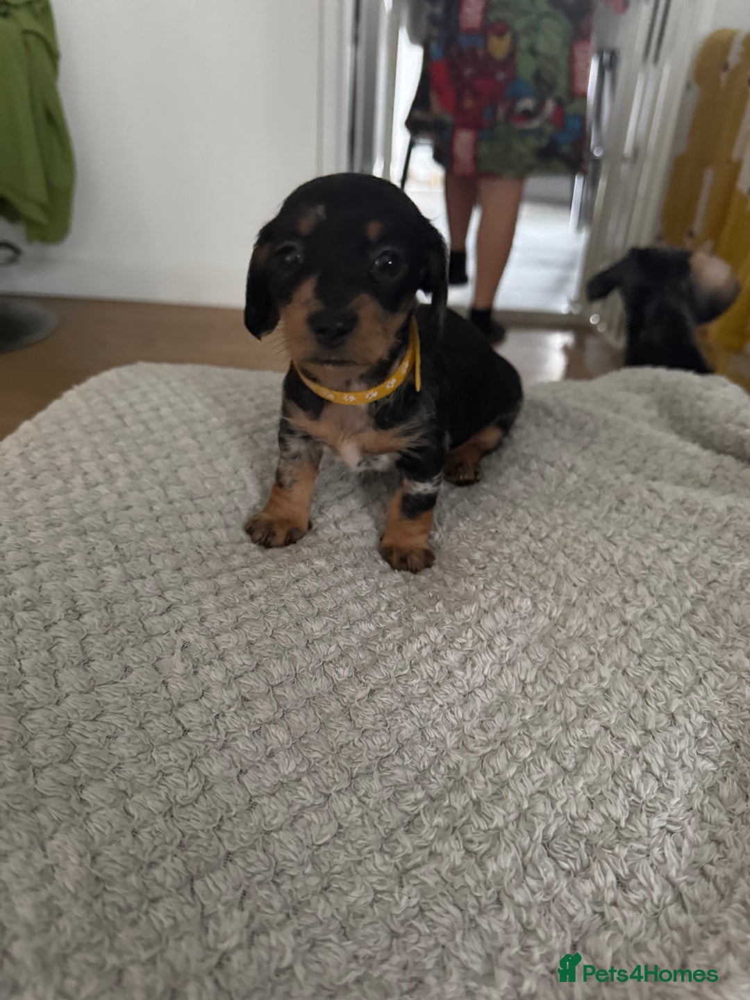Dachshund dogs for sale: 8 dachshund puppies  - Image 28