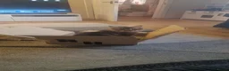Maine Coon cats for sale: Maine coon adult female in Wolverhampton - Advert 9