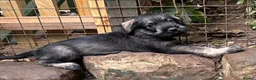 Schnauzer dogs for sale: Giant schnauzer pepper and salt male pup - Advert 6