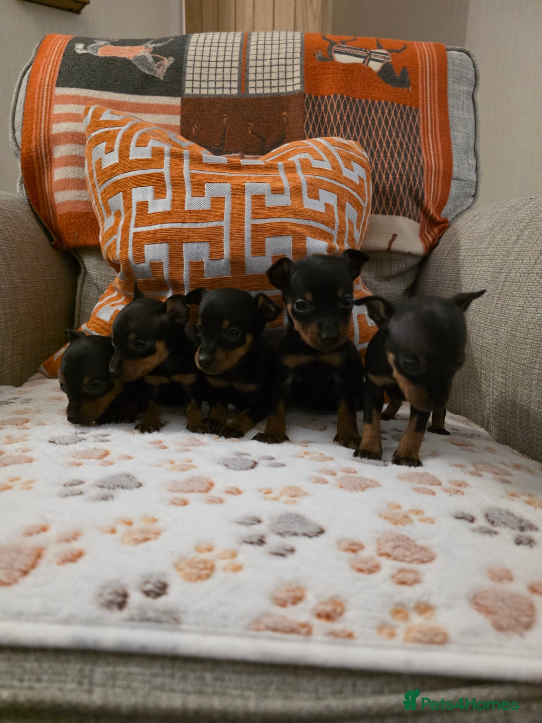 Miniature Pinscher dogs for sale: 5 beautiful miniature pincher pups - Advert 8