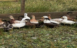 Ducks poultry for sale: Indian Runners, Call Ducks, Saxonys, Appleyards - Image 6