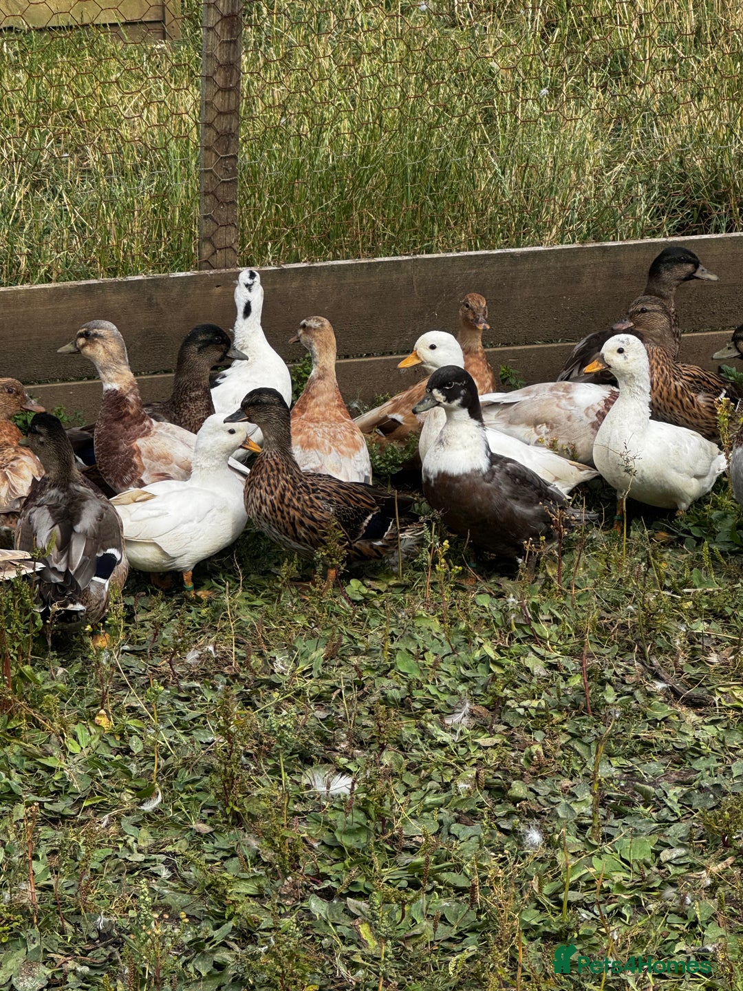 Ducks poultry for sale: Indian Runners, Call Ducks, Saxonys, Appleyards - Image 6