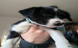Border Collie dogs for sale: Border Collie Puppies - Image 14