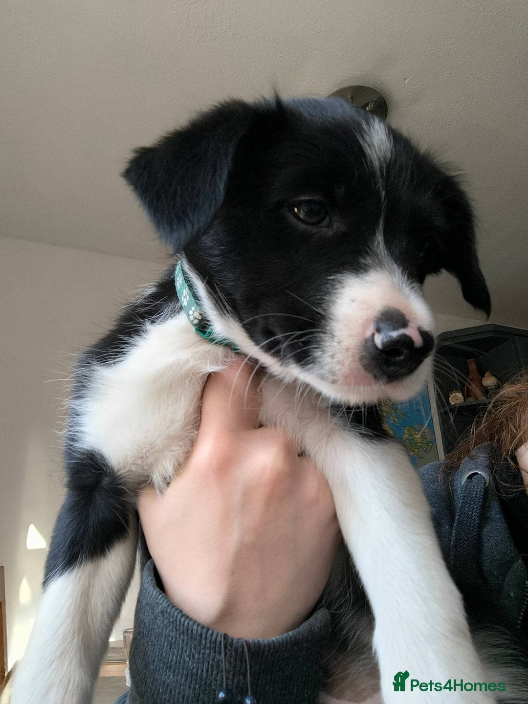 Border Collie dogs for sale: Border Collie Puppies - Image 14
