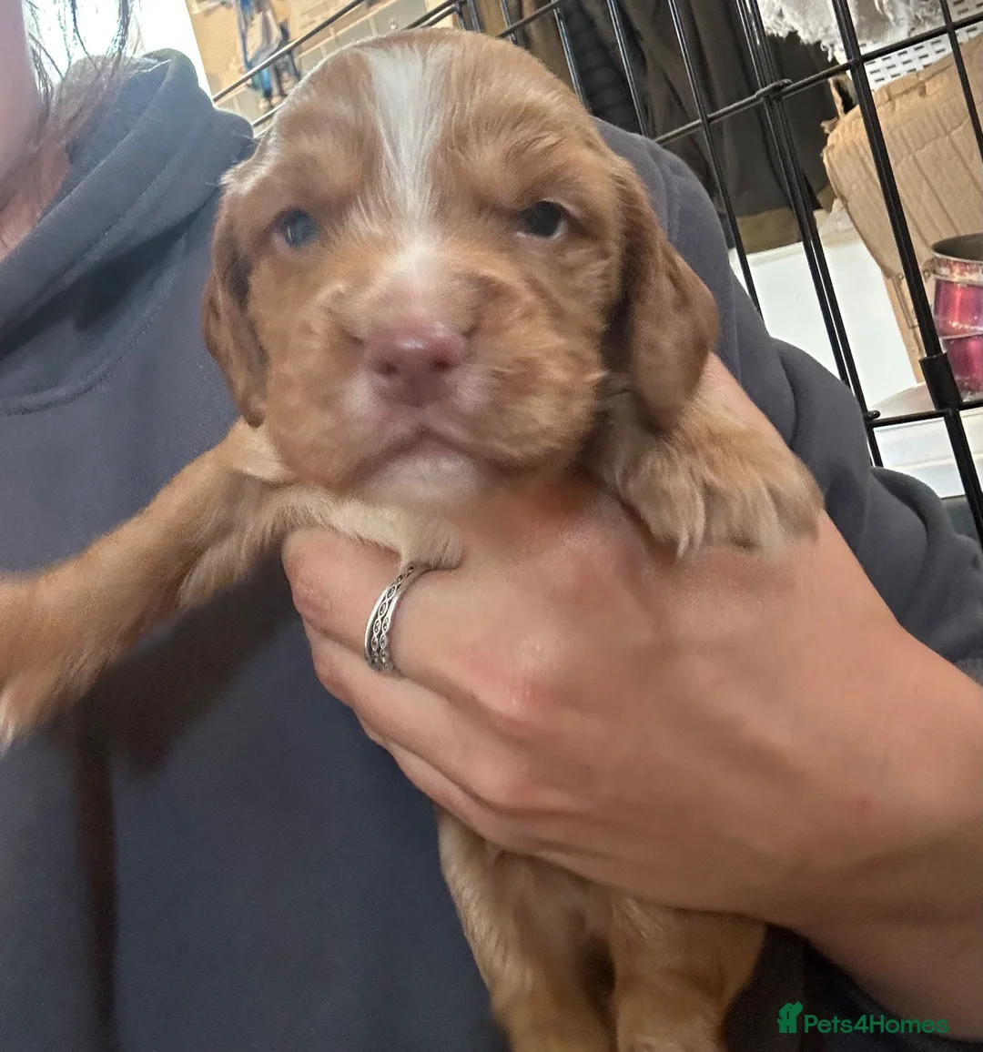 Sprocker dogs for sale: Lovely sprocker puppies  - Advert 2