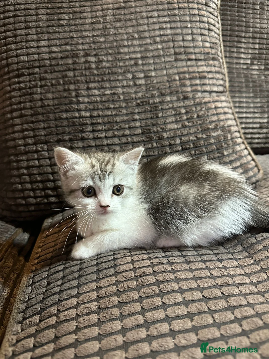 Manx cats for sale: RELISTED Manx x Persian kittens - Advert 8