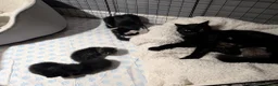 Mixed Breed cats for sale: Six adorable and sweet natured kittens in Kilmarnock - Advert 15