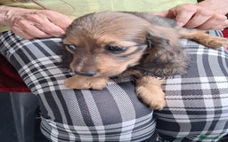 Miniature Dachshund dogs for sale: minature long haired daschund  - Image 4