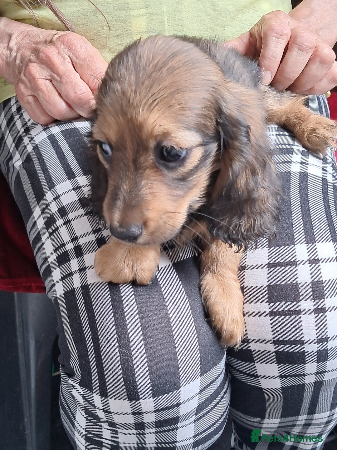 Miniature Dachshund dogs for sale: minature long haired daschund  - Image 4