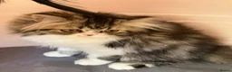 Persian cats for sale: Registered Pure Persian Kittens  - Advert 4