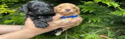 Cockapoo dogs for sale: 1 Gorgeous Cockapoo Girl Left - Advert 11