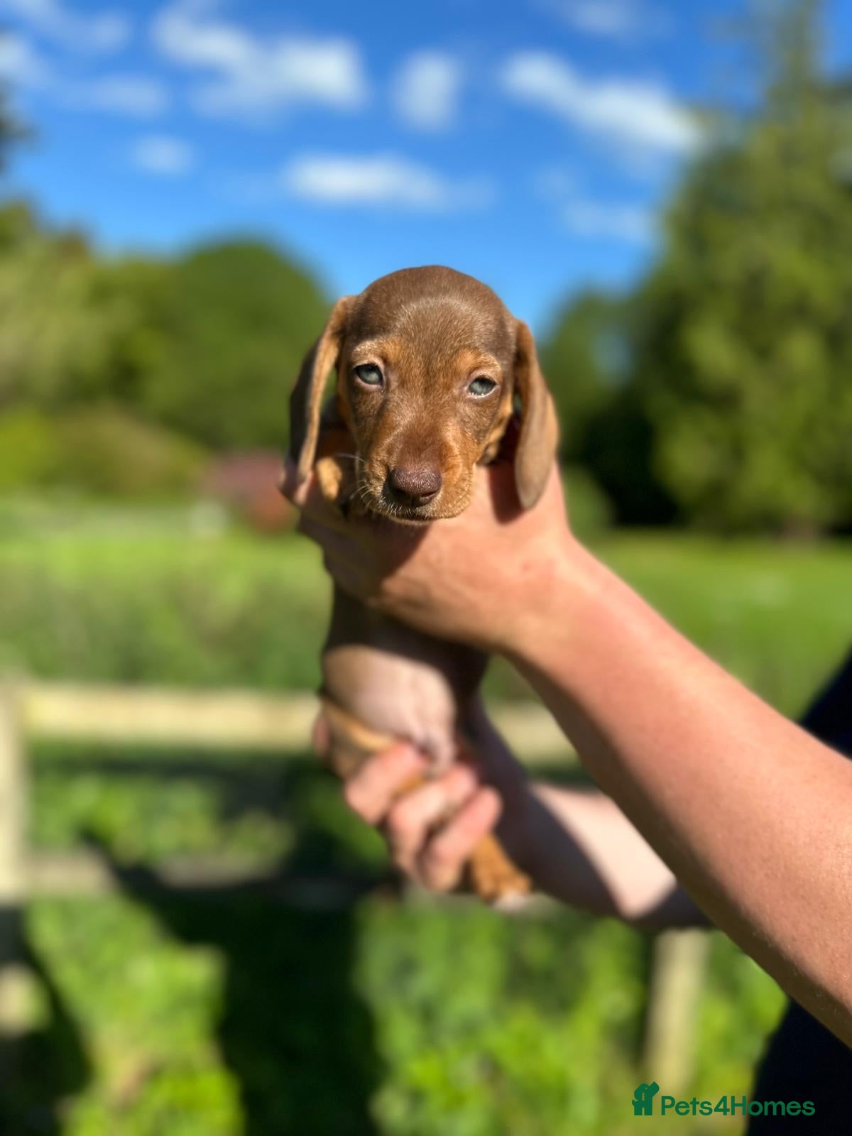 Dachshund dogs Dachshund Puppies  - Advert 1