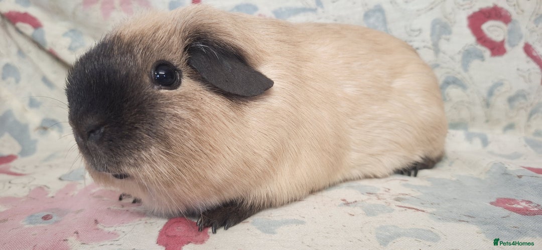 Guinea Pig rodents for sale: MEADOW SIDE CAVIES HEREFORDSHIRE  - Advert 8