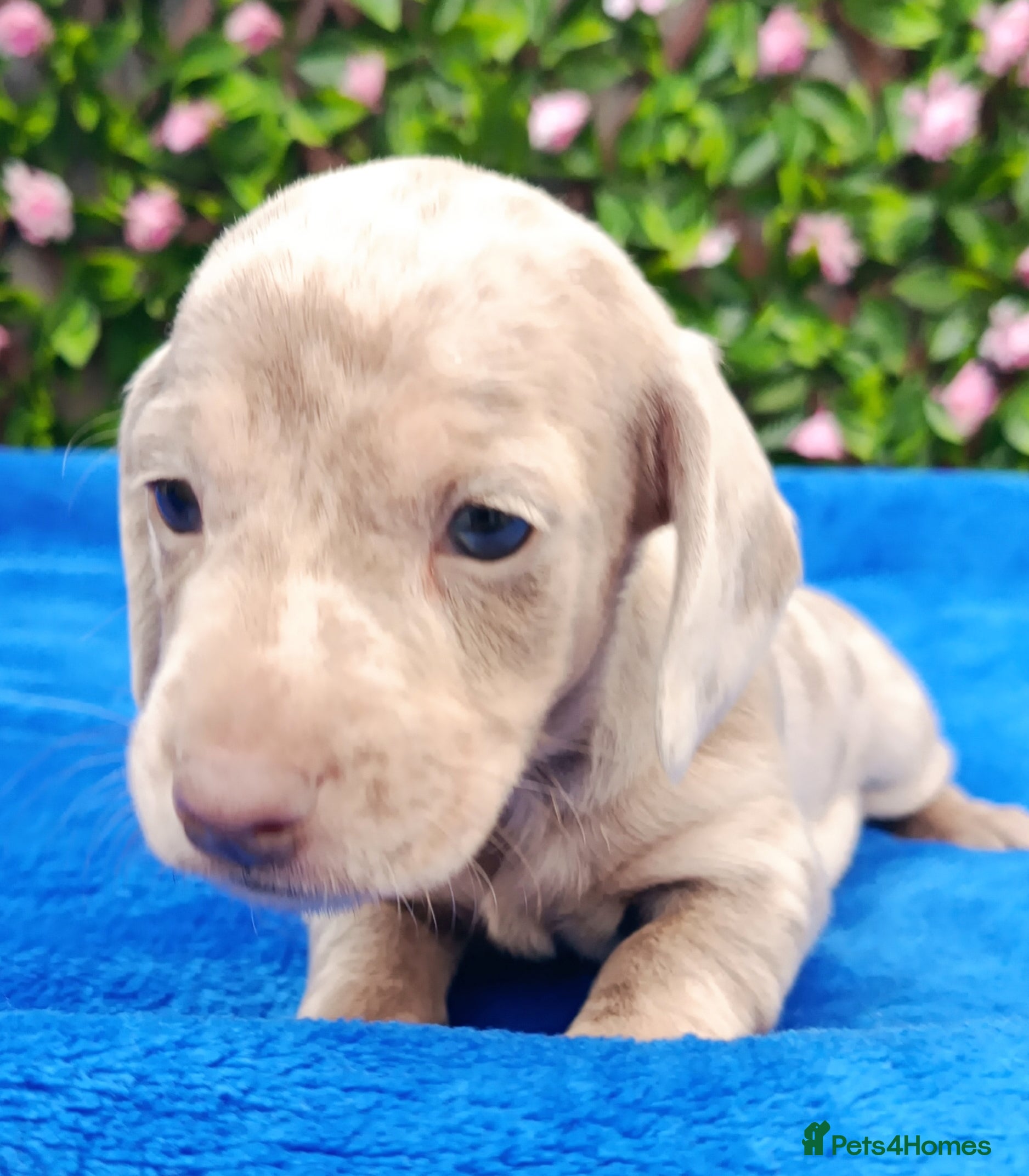 Dachshund dogs BLUE/ISABELLA DAPPLE MINI DAXI KC REG PRA CLR - Advert 1