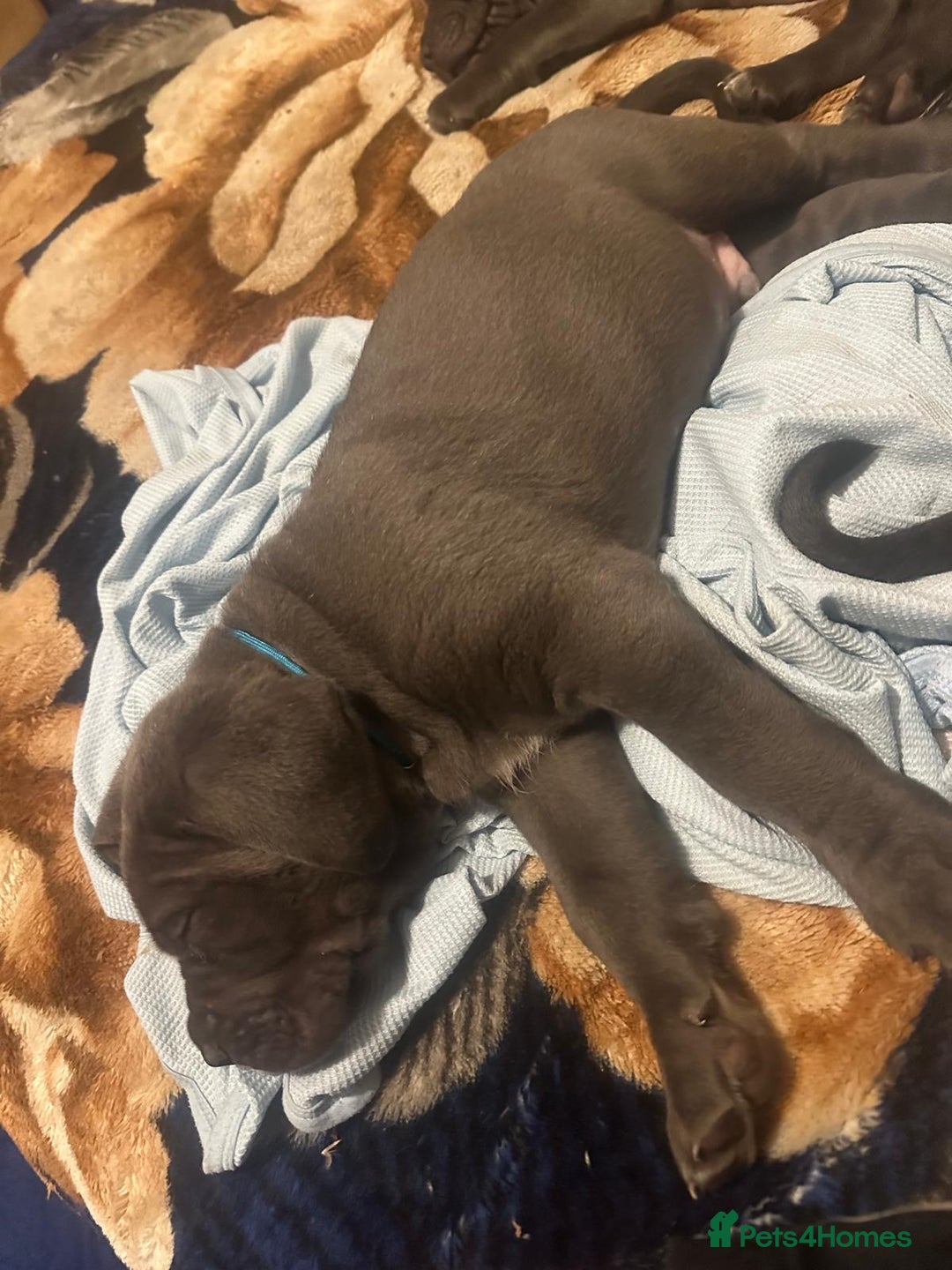 Cane Corso dogs for sale:  Pure breed Cane Corso  Puppies Looking for Homes  - Image 23