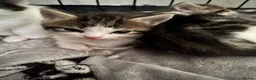 Mixed Breed cats for sale: 3 beautiful kittens  - Advert 6