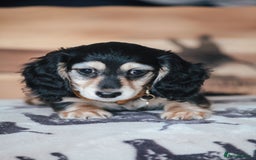 Miniature Dachshund dogs for sale: PEDIGREE MINIATURE LONGHAIRED DACHSHUNDS  - Image 11