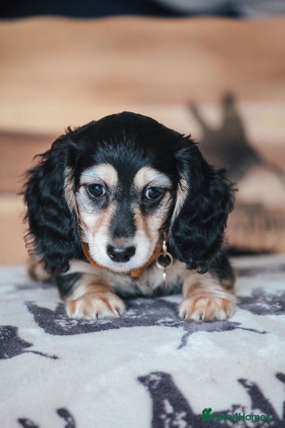 Miniature Dachshund dogs for sale: PEDIGREE MINIATURE LONGHAIRED DACHSHUNDS  - Image 11