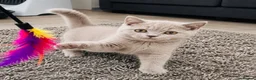 British Shorthair cats for sale: Rare Fawn Lilac Male British Shorthair - Advert 7