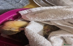 Ducks poultry for sale: Muscovy duckling due soon - Image 2
