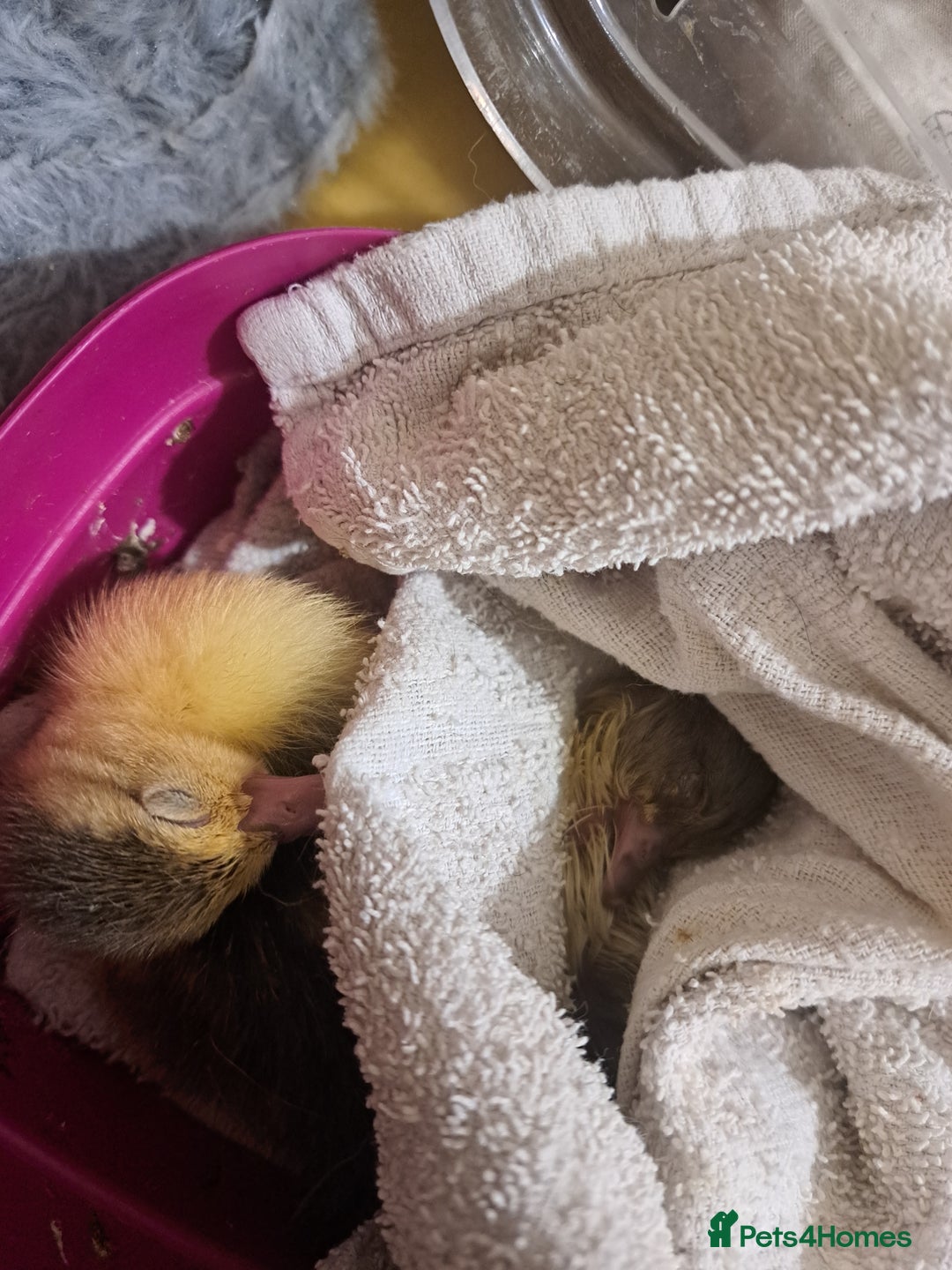 Ducks poultry for sale: Muscovy duckling due soon - Image 2