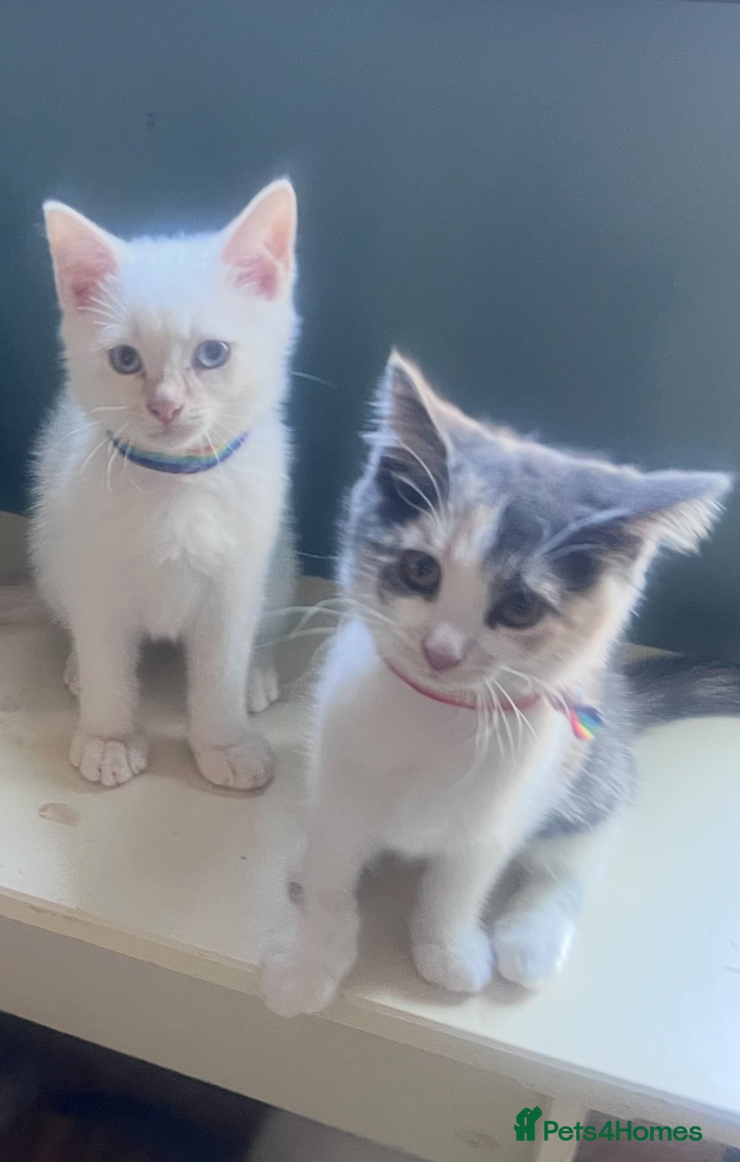 Mixed Breed cats for sale: Adorable Siberian mixed-breed kittens 🐾 - Image 7