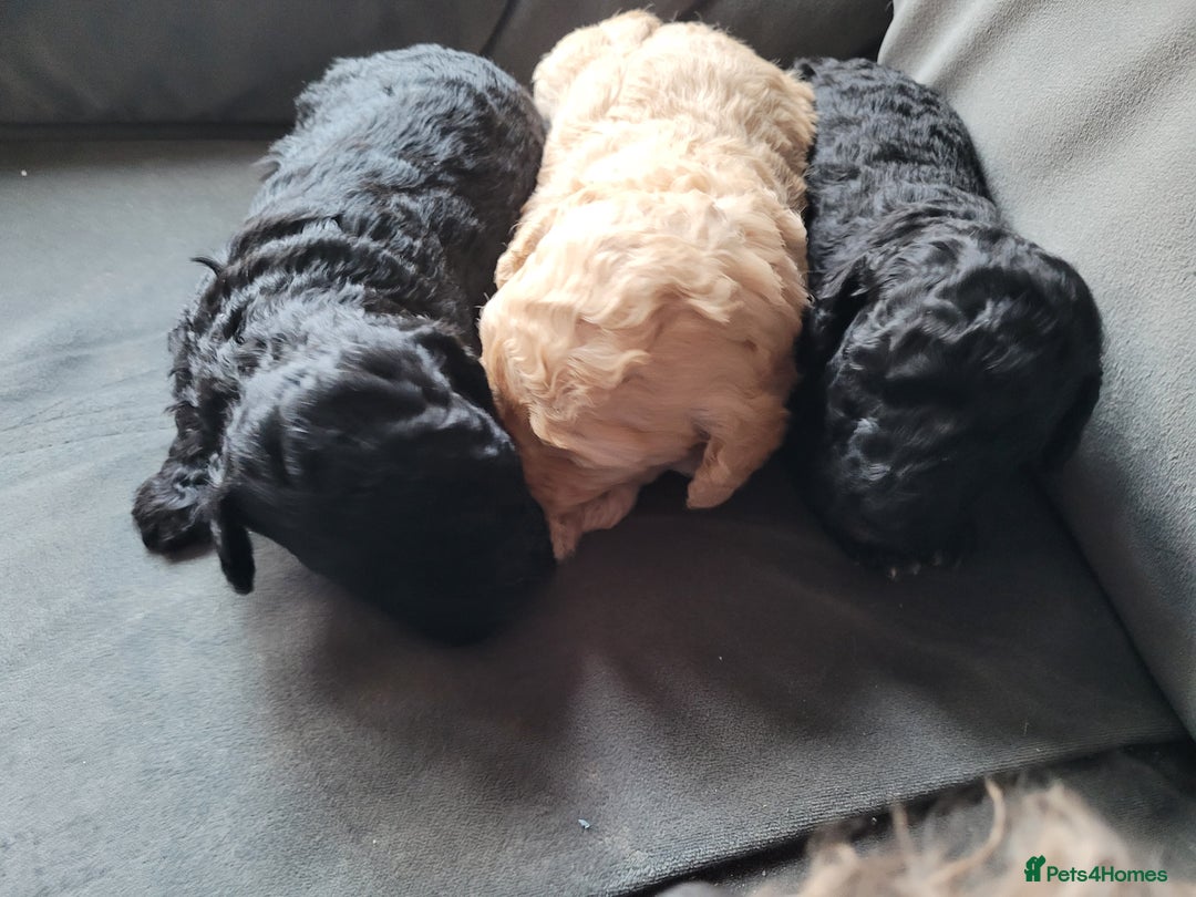 Cockapoo dogs for sale: Cockapoo puppies 💝  - Advert 4