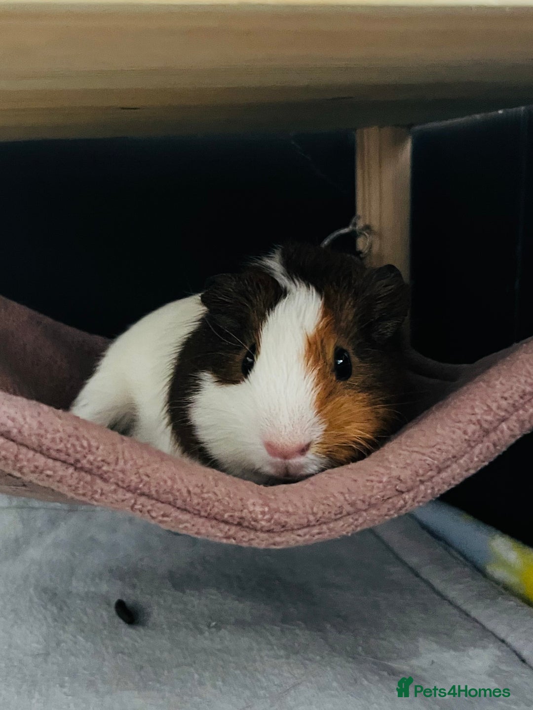 Guinea Pig rodents for sale: 2 male guinea pigs  - Advert 2