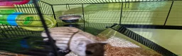 Gerbil rodents for sale: 2 x male gerbils with cage etc - Advert 4