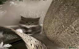 Maine Coon cats for sale: Beautiful Mainecoon kittens - Image 5