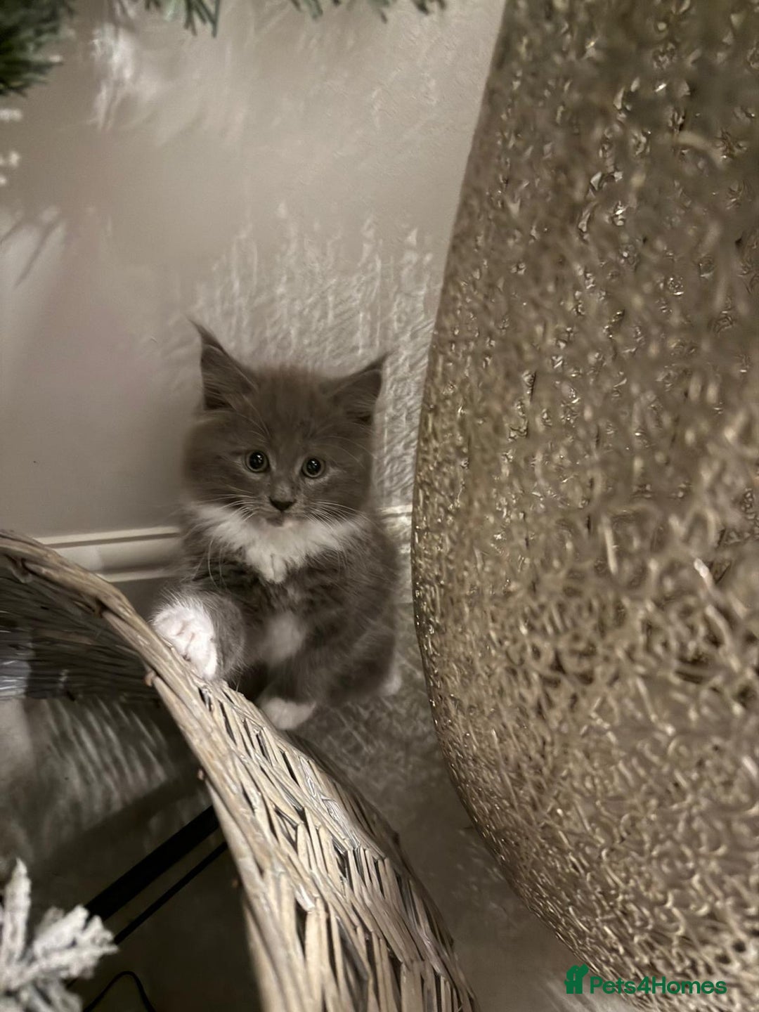 Maine Coon cats for sale: Beautiful Mainecoon kittens - Image 5