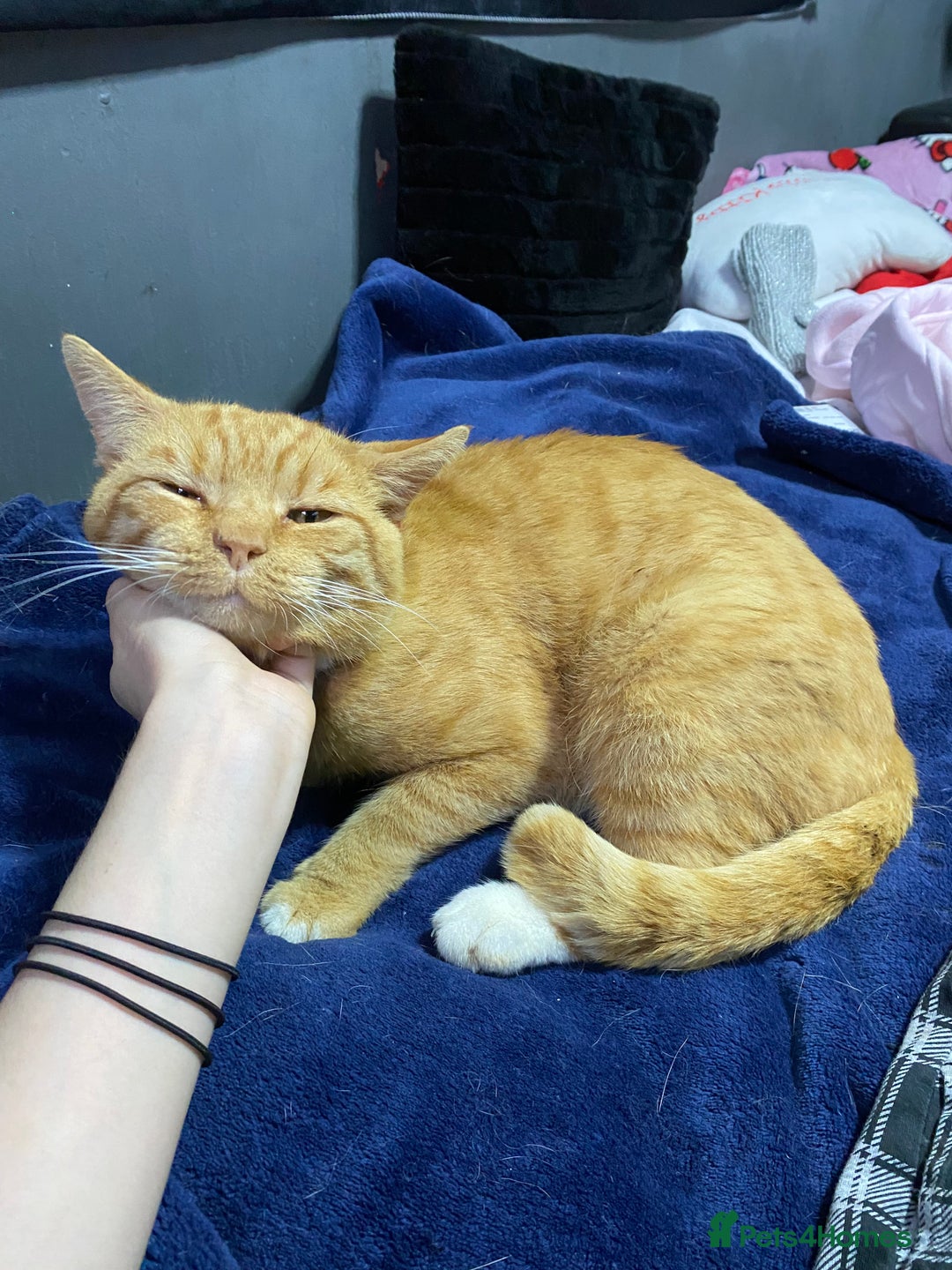 Mixed Breed cats for sale: Gorgeous boy for rehoming🐱 READ DESCRIPTION!!  - Image 2