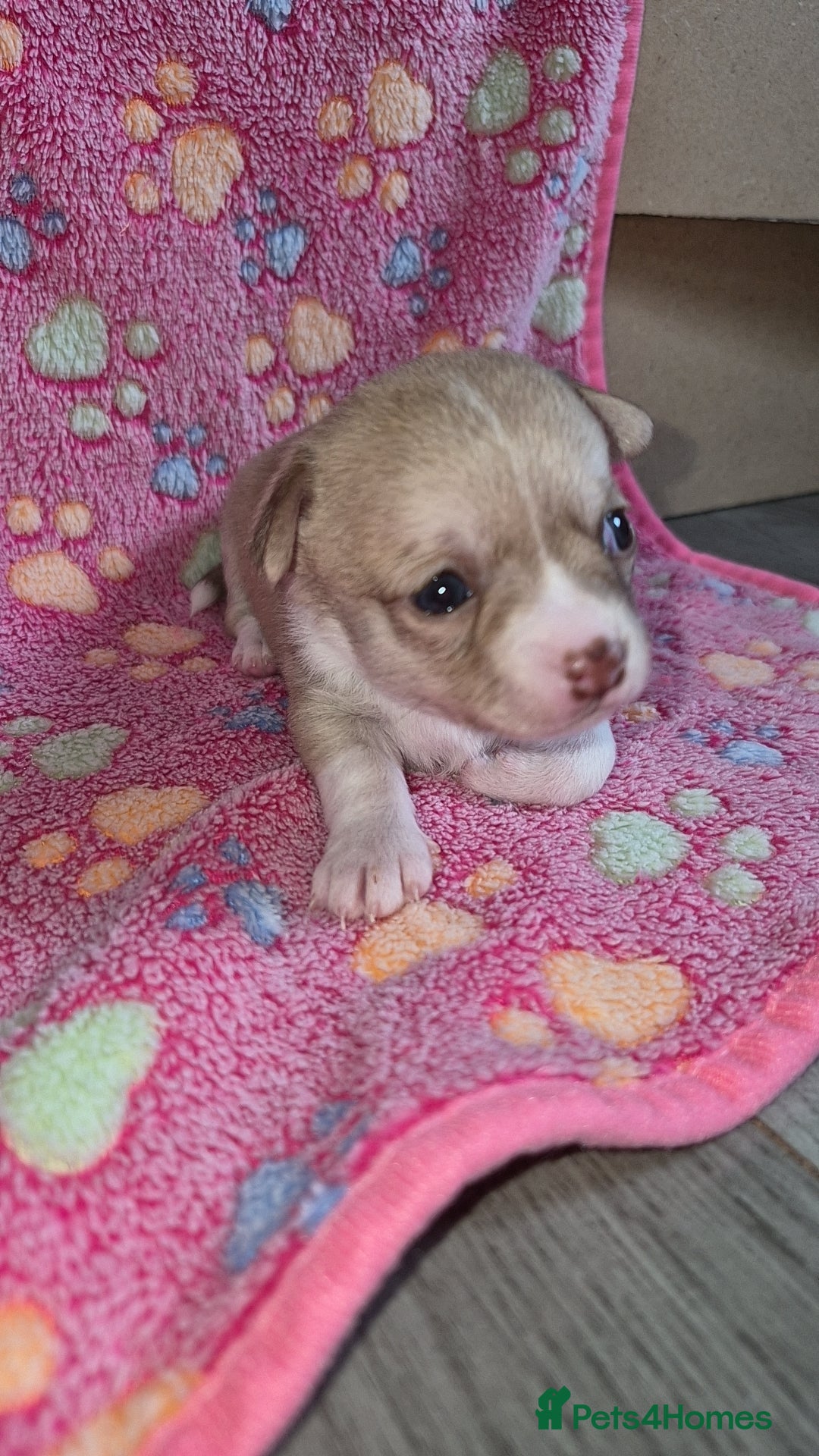 Chihuahua dogs for sale: Female chihuahua - Advert 18