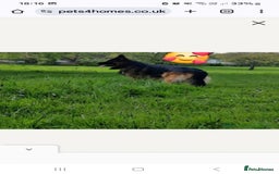 German Shepherd dogs for stud: STUD DOG GERMAN SHEPHERD LONG COAT  in Yeovil - Image 5