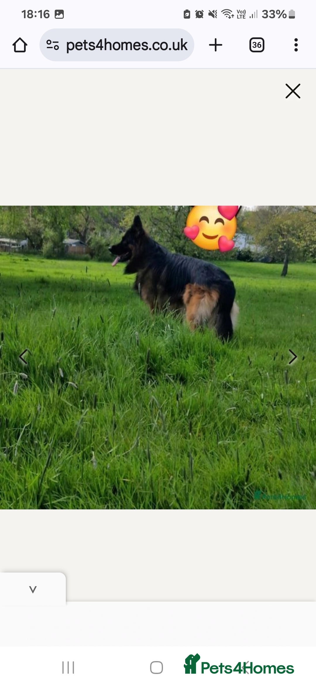 German Shepherd dogs for stud: STUD DOG GERMAN SHEPHERD LONG COAT  in Yeovil - Image 5