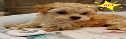 Maltipoo dogs for sale: Korean mulitpoo - Advert 7