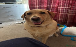 Labrador Retriever dogs for sale: 7 beautiful red fox Labrador puppies for sale.  - Image 2