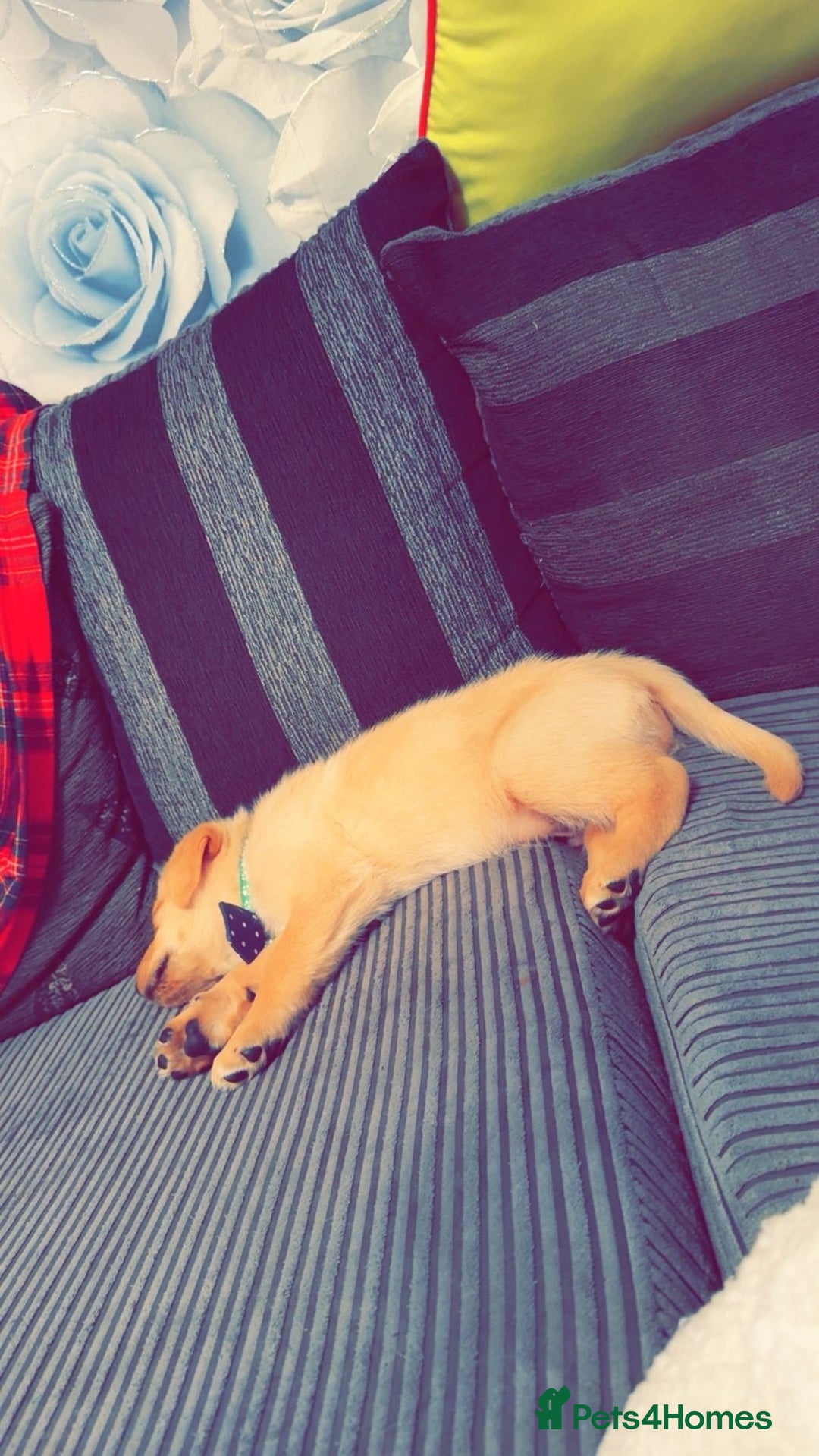 Labrador Retriever dogs for sale: White lab male - Advert 4